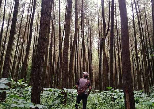Aktivitas Yang Bisa Dilakukan di Hutan Pinus Penanggal