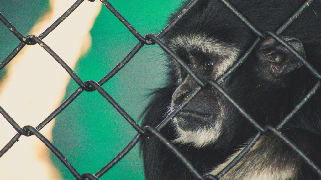 Belajar Mengenal Berbagai Hewan di Kebun Binatang Mangkang