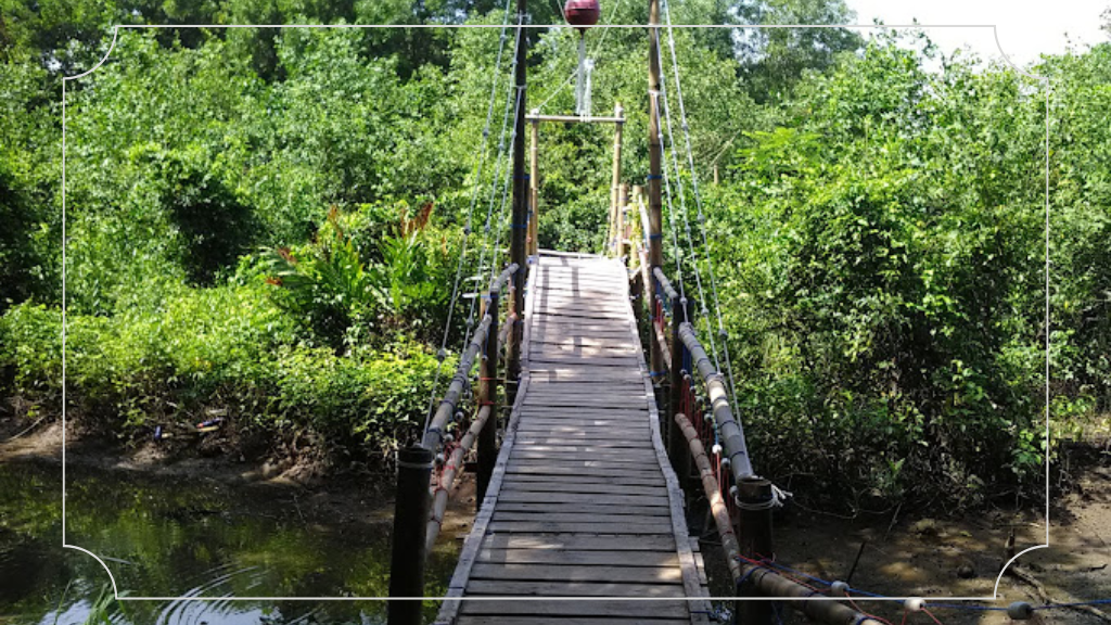 Mangrove Forest Kulon Progo