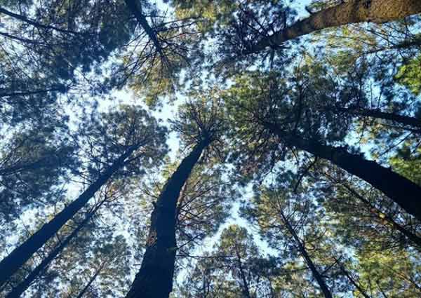 Spot Hunting Foto di Hutan Pinus Penanggal