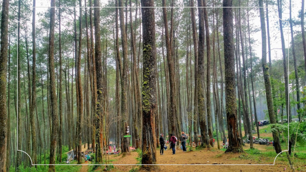 Wisata Hutan Pinus Pal 16 Cikole Lembang