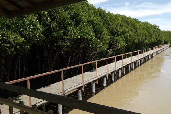 alamat dan rute lokasi hutan mangrove brebes