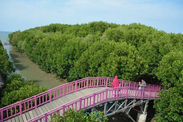 spot wisata hutan mangrove brebes